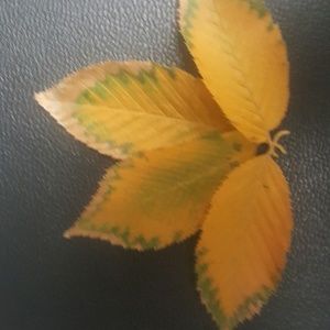 Meet your Posher, Fariba